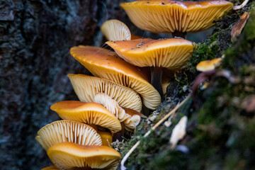 Płomiennica zimowa (Flammulina velutipes (Curtis) Singer) – gatunek grzybów z rodziny obrzękowcowatych (Physalacriaceae)