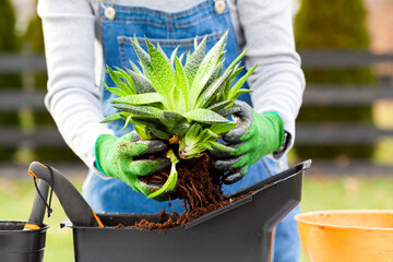 A woman gardener wearing overalls is planting new haworthia fasciata houseplants using potting soil, hand shovel and gloves. Hobby, green finger, gardening concepts. Slow motion footage