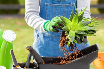 A woman gardener wearing overalls is planting new haworthia fasciata houseplants using potting soil, hand shovel and gloves. Hobby, green finger, gardening concepts. Slow motion footage