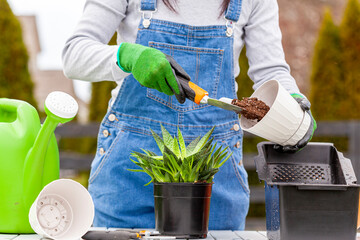 A woman gardener wearing overalls is planting new haworthia fasciata houseplants using potting...