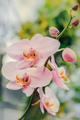 Foto auf Leinwand Orchidee © Martin
