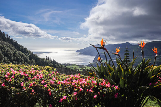 landscape with flowers