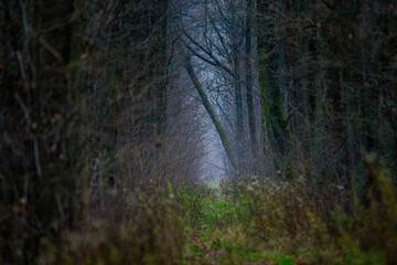 Szlak przez Olsy, droga przez las, pochylone drzewo