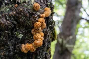 Hongos pan de indio en los troncos de los arboles Nothofagus,