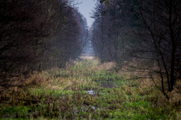 Zarośnięty kanał Łasica w Kampinoskim Parku Narodowym - obrazy, fototapety, plakaty