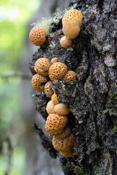Hongos pan de indio en los troncos de los arboles Nothofagus,
