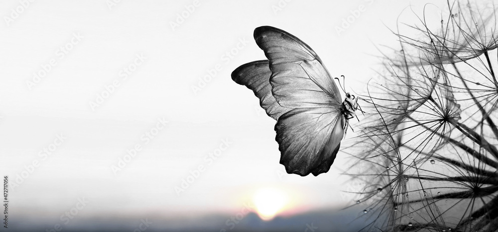 Aufkleber Natural black and white background. Morpho butterfly and dandelion. Seeds of a dandelion flower in droplets of dew on a background of sunrise. Soft focus. Copy spaces.