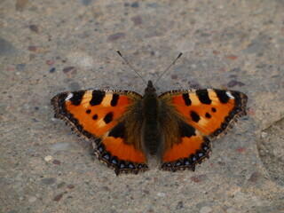 Fototapeta na wymiar Small tortoiseshell butterfly (Aglais urticae) resting on pavement