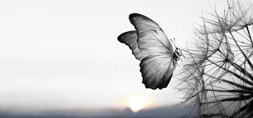 Fotobehang Natuurlijke zwart-witte achtergrond. Morpho vlinder en paardebloem. Zaden van een paardebloembloem in druppeltjes dauw op een achtergrond van zonsopgang. Zachte focus. Kopieer spaties. © Oleksii