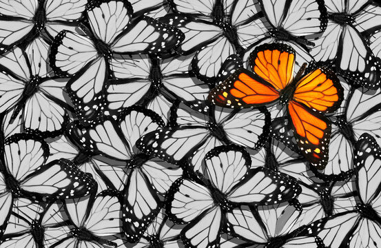 bright accent color. colorful orange monarch butterfly on a background of black and white monarch butterflies. abstract natural background.