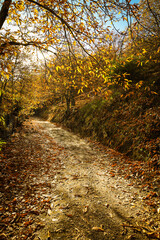 Chestnut forest in the Genal Valley, Spain.