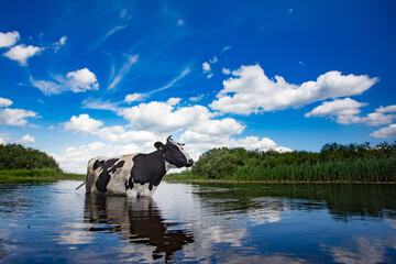 Biebrza, krowa stojąca w wodzie w środku upalnego lata - obrazy, fototapety, plakaty