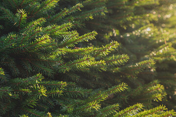 Selective focus of soft peak of Black spruce plants or Christmas tree with soft sunlight, Picea mariana is a species of spruce tree in the pine family, Season greeting and nature background.