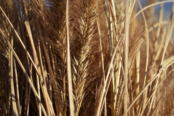 ears of wheat