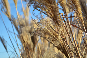 Fototapeta premium ears of wheat in the wind