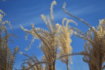 grass and sky