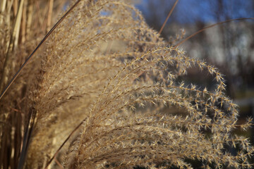 close up of reed