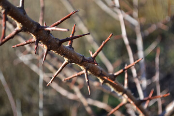 thorns on a branch