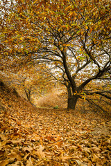 Chestnut forest in the Genal Valley, Spain.