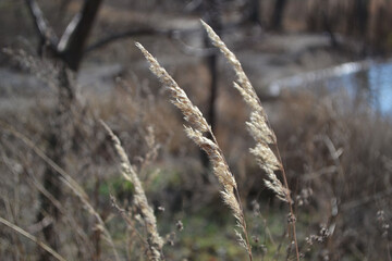 Fototapeta premium reeds in winter