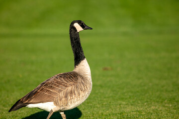 Naklejka na ściany i meble A Canadian Goose on a Golf Green Attracted by a Water Hazard during Migration with a Pristine Fairway in the Background