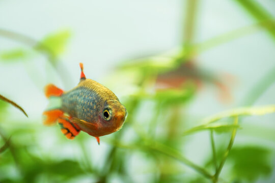 from the front Danio margaritatus Freshwater fish, celestial pearl danio in the aquarium, even referred as galaxy rasbora or Microrasbora Galaxy. Animal aquascaping photography with a focus gradient.
