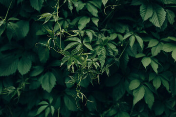 green leaves background