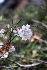 山桜の花