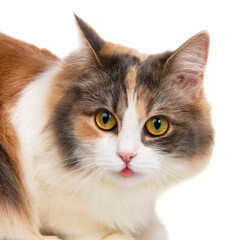 Bright funny multicolored cat isolated on the white background