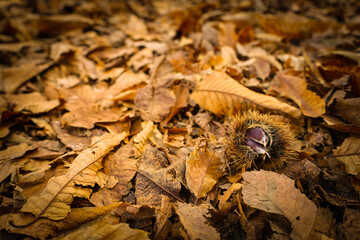 Chestnut forest and chestnut fruits in the Genal Valley, province of Malaga. Spain.