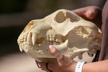 An Animal Skull being Held by the Hand of a Teacher Showing the Structural Anatomy of a Bear and describing the Difference between a Carnivore and a Herbivore by looking at Eye Positions and Teeth