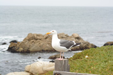 A photo of the California gull (Larus californicus).