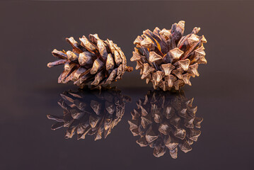 Close-up of two pine cones of black reflecting ground