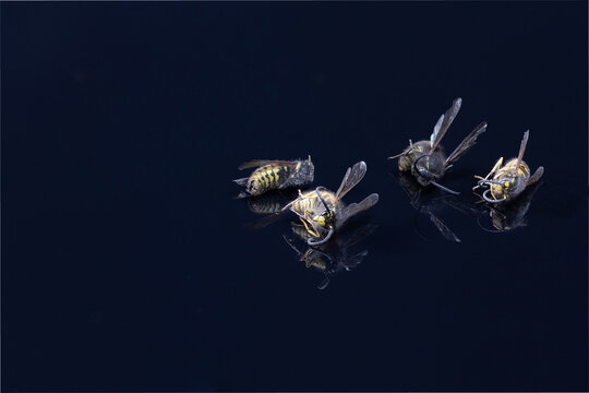 Dead wasps isolated on a reflecting black ground - copy-space, panorama