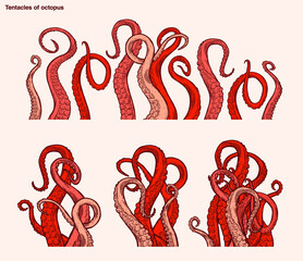 Red octopus tentacles reaching upwards, squid-like marine animal body parts protruding from out of frame, cut for food or frame design, cartoon sketch vector illustration.   © Very Well Studio
