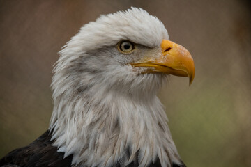 Side profile of american bald eagle