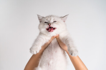 a small white kitten meows in his hands on a light background, day cat