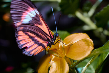 Beautiful butterfly a macro photo in the format 1:1 - 2:1