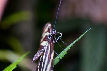 Beautiful butterfly a macro photo in the format 1:1 - 2:1