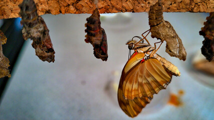 Macro photo of a newly hatched butterfly - Heliconius melponeme