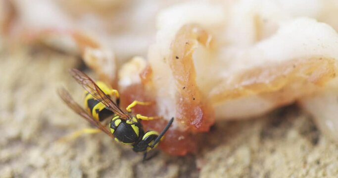 Striped wasp collecting food for larvae