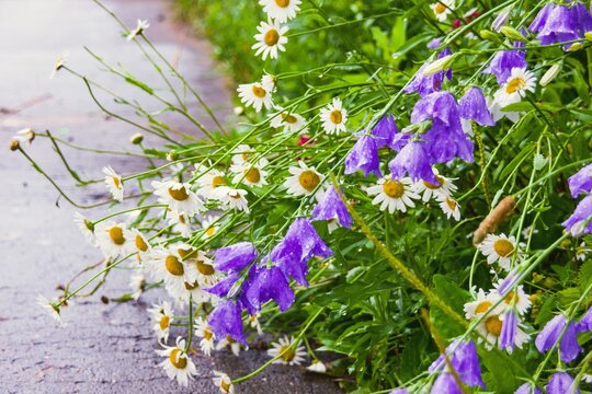 Soft Focused Vibrating Backlit Droplets Morning Rain Dew On Bluebells And Chamomile Glade In Province Garden. Romantic Wildflowers Flower Bed During Rain.Blurred Floral Background.