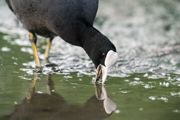 The Eurasisk coot (Fulica atra)