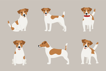 Set of poses of the Jack Russell Terrier dog. Vector illustration of flat character