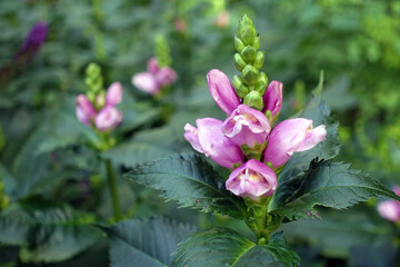 Schiefe Schildblume (Chelone obliqua), auch Miesmäulchen