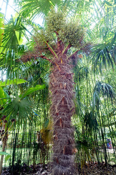 Chinesische Hanfpalme (Trachycarpus fortunei)