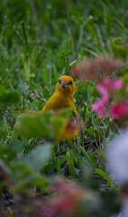 Little bird taking a look for the camera