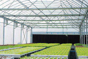 Fototapeta na wymiar Modern industry of agriculture. Hydroponics vegetable farm. Concept of growing organic vegetables and health food.