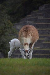 Obraz na płótnie Canvas Baby lama feeding from its mother at Machu Picchu, Cusco, Perú