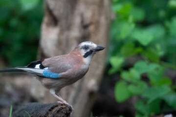 The Eurasian jay (Garrulus glandarius)